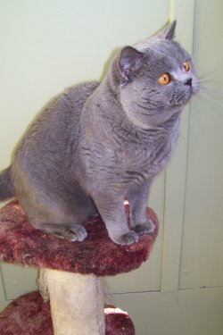 Katzenco British Shorthairs